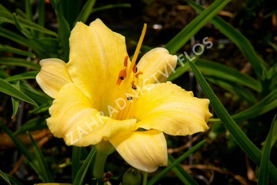 Denivka 'Precious de Oro' - Hemerocallis 'Precious de Oro'