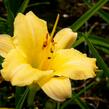 Denivka 'Precious de Oro' - Hemerocallis 'Precious de Oro'