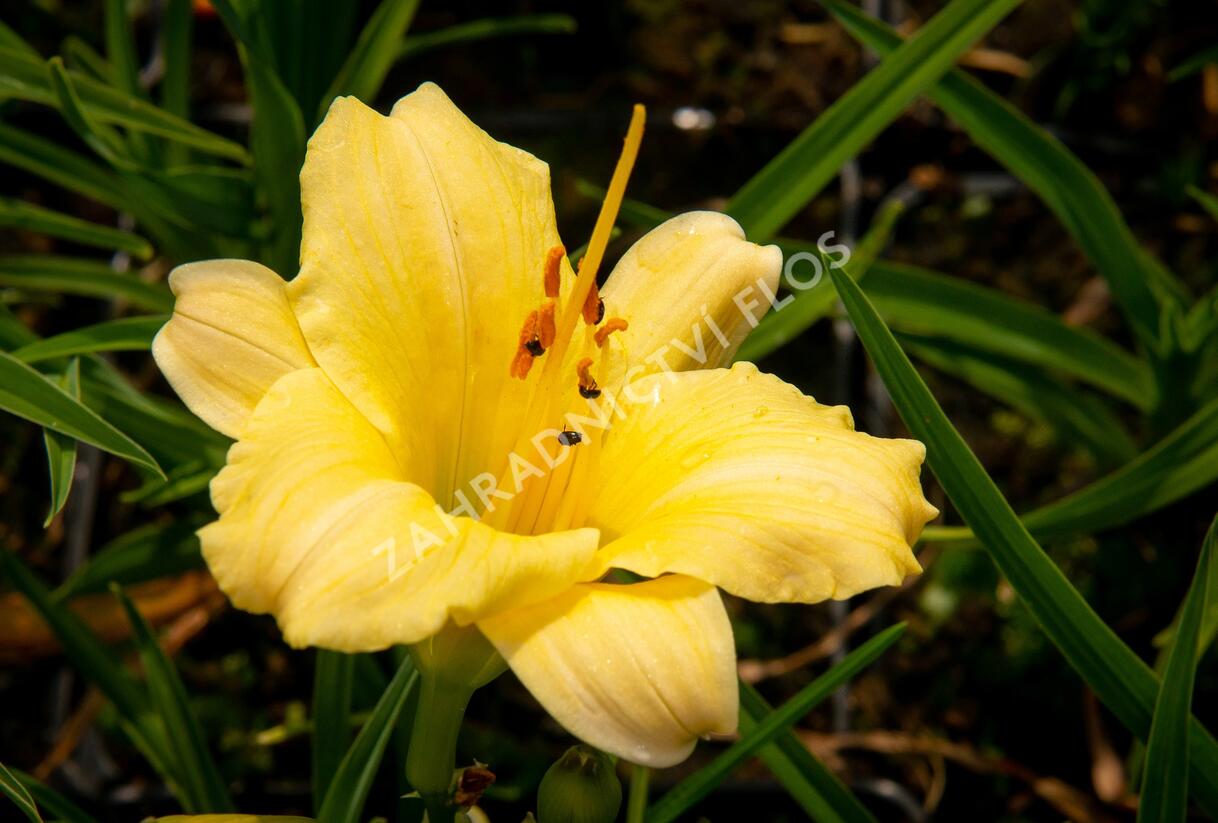 Denivka 'Precious de Oro' - Hemerocallis 'Precious de Oro'