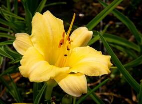 Denivka 'Precious de Oro' - Hemerocallis 'Precious de Oro'
