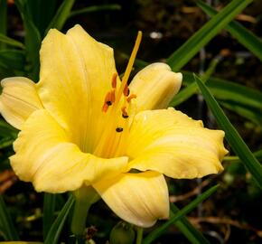 Denivka 'Precious de Oro' - Hemerocallis 'Precious de Oro'