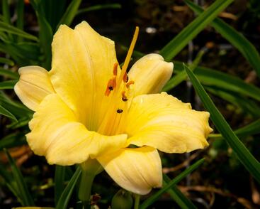 Denivka 'Precious de Oro'