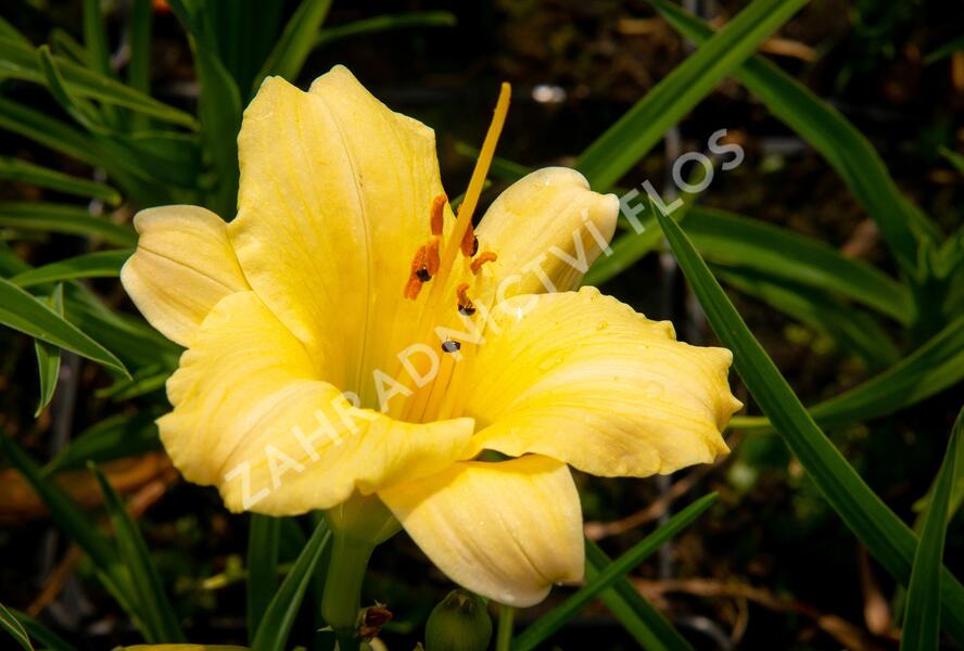 Denivka 'Precious de Oro' - Hemerocallis 'Precious de Oro'