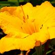 Denivka 'Clarion Gold' - Hemerocallis 'Clarion Gold'
