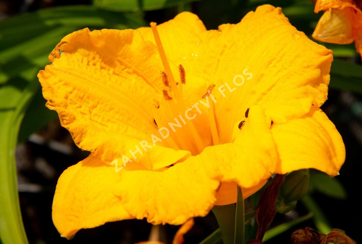 Denivka 'Clarion Gold' - Hemerocallis 'Clarion Gold'