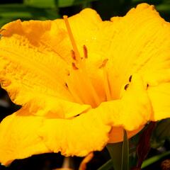 Denivka 'Clarion Gold' - Hemerocallis 'Clarion Gold'