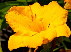 Denivka 'Clarion Gold' - Hemerocallis 'Clarion Gold'