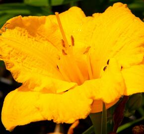 Denivka 'Clarion Gold' - Hemerocallis 'Clarion Gold'