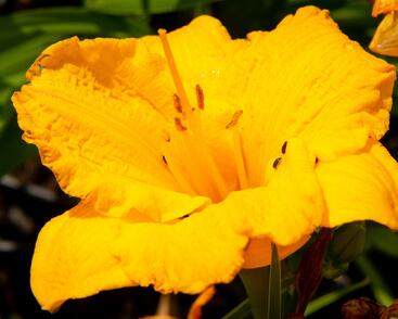 Denivka 'Clarion Gold'