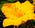 Denivka 'Clarion Gold'