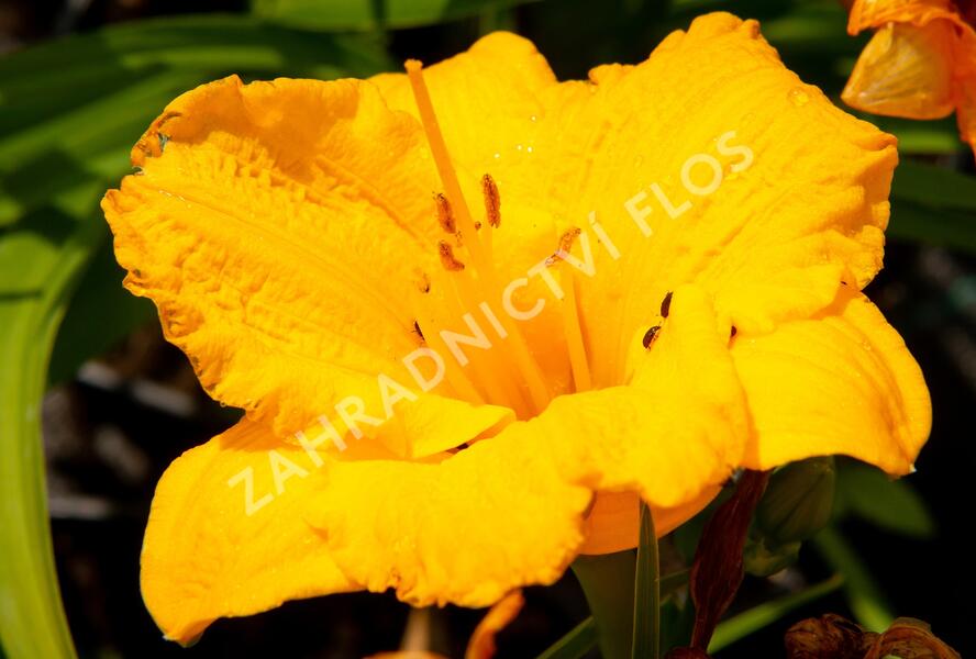 Denivka 'Clarion Gold' - Hemerocallis 'Clarion Gold'