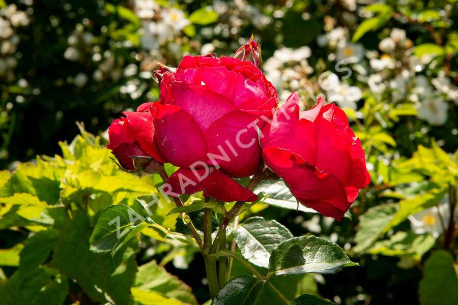 Růže pnoucí Meilland 'Red Eden Rose' - Rosa PN 'Red Eden Rose'