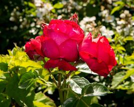 Růže pnoucí Meilland 'Red Eden Rose'
