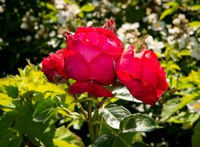 Růže pnoucí Meilland 'Red Eden Rose' - Rosa PN 'Red Eden Rose'