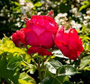 Růže pnoucí Meilland 'Red Eden Rose' - Rosa PN 'Red Eden Rose'