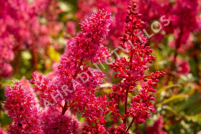 Čechrava japonská 'Bremen' - Astilbe japonica 'Bremen'