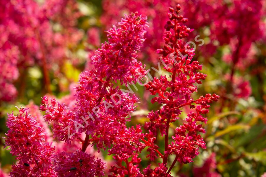 Čechrava japonská 'Bremen' - Astilbe japonica 'Bremen'