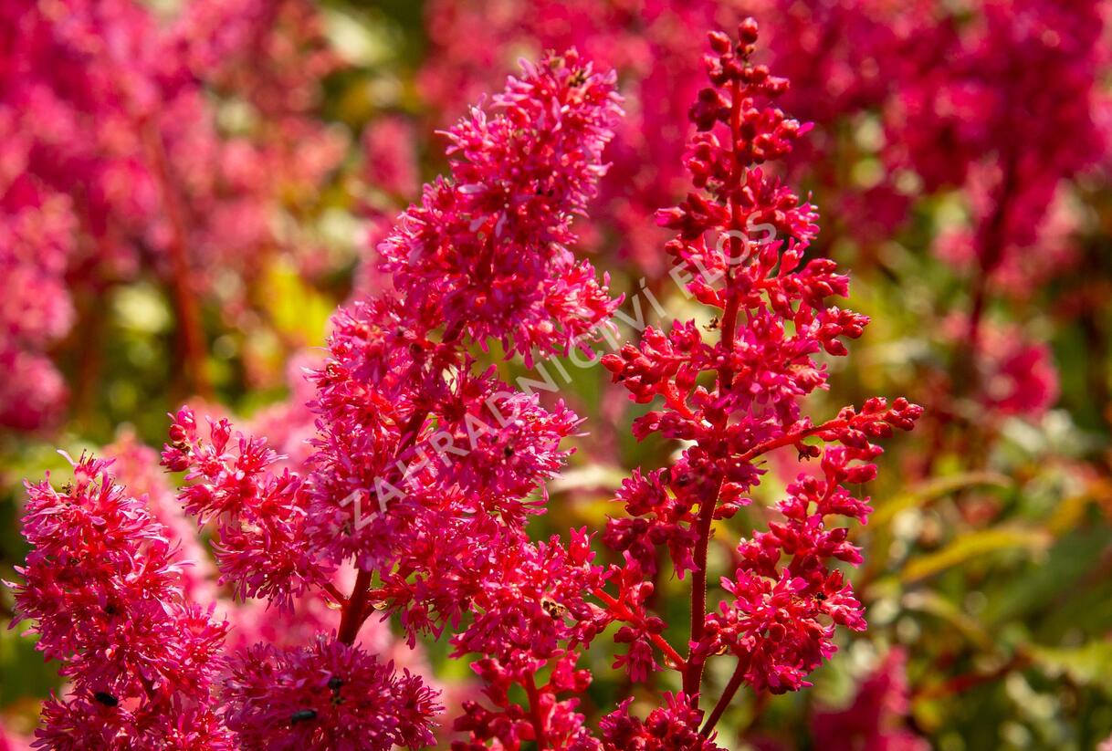 Čechrava japonská 'Bremen' - Astilbe japonica 'Bremen'
