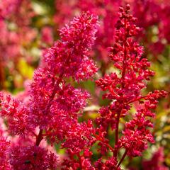 Čechrava japonská 'Bremen' - Astilbe japonica 'Bremen'