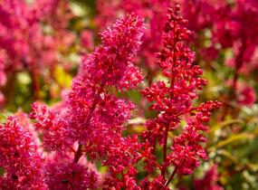 Čechrava japonská 'Bremen' - Astilbe japonica 'Bremen'