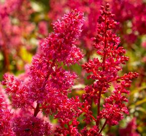 Čechrava japonská 'Bremen' - Astilbe japonica 'Bremen'