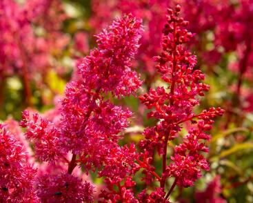 Čechrava japonská 'Bremen'