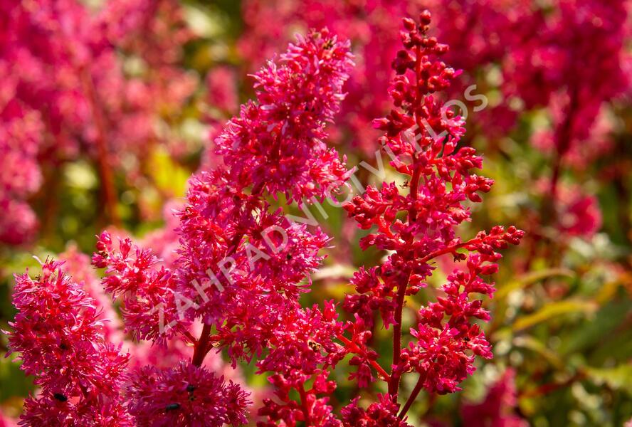 Čechrava japonská 'Bremen' - Astilbe japonica 'Bremen'
