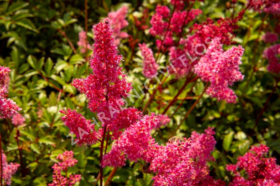 Čechrava japonská 'Bremen' - Astilbe japonica 'Bremen'