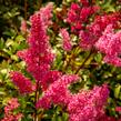 Čechrava japonská 'Bremen' - Astilbe japonica 'Bremen'