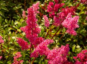 Čechrava japonská 'Bremen' - Astilbe japonica 'Bremen'