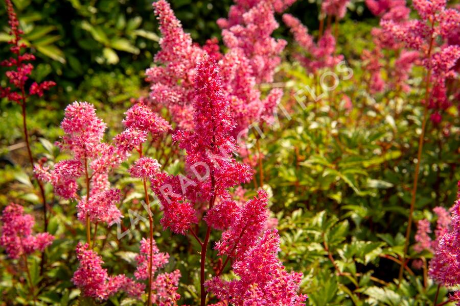 Čechrava japonská 'Bremen' - Astilbe japonica 'Bremen'