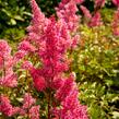 Čechrava japonská 'Bremen' - Astilbe japonica 'Bremen'