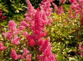 Čechrava japonská 'Bremen' - Astilbe japonica 'Bremen'