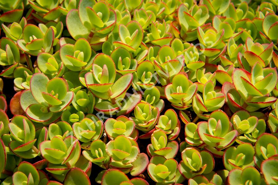 Rozchodník SunSparkler® 'Lime Zinger' - Sedum hybridum SunSparkler® 'Lime Zinger'