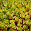 Rozchodník SunSparkler® 'Lime Zinger' - Sedum hybridum SunSparkler® 'Lime Zinger'