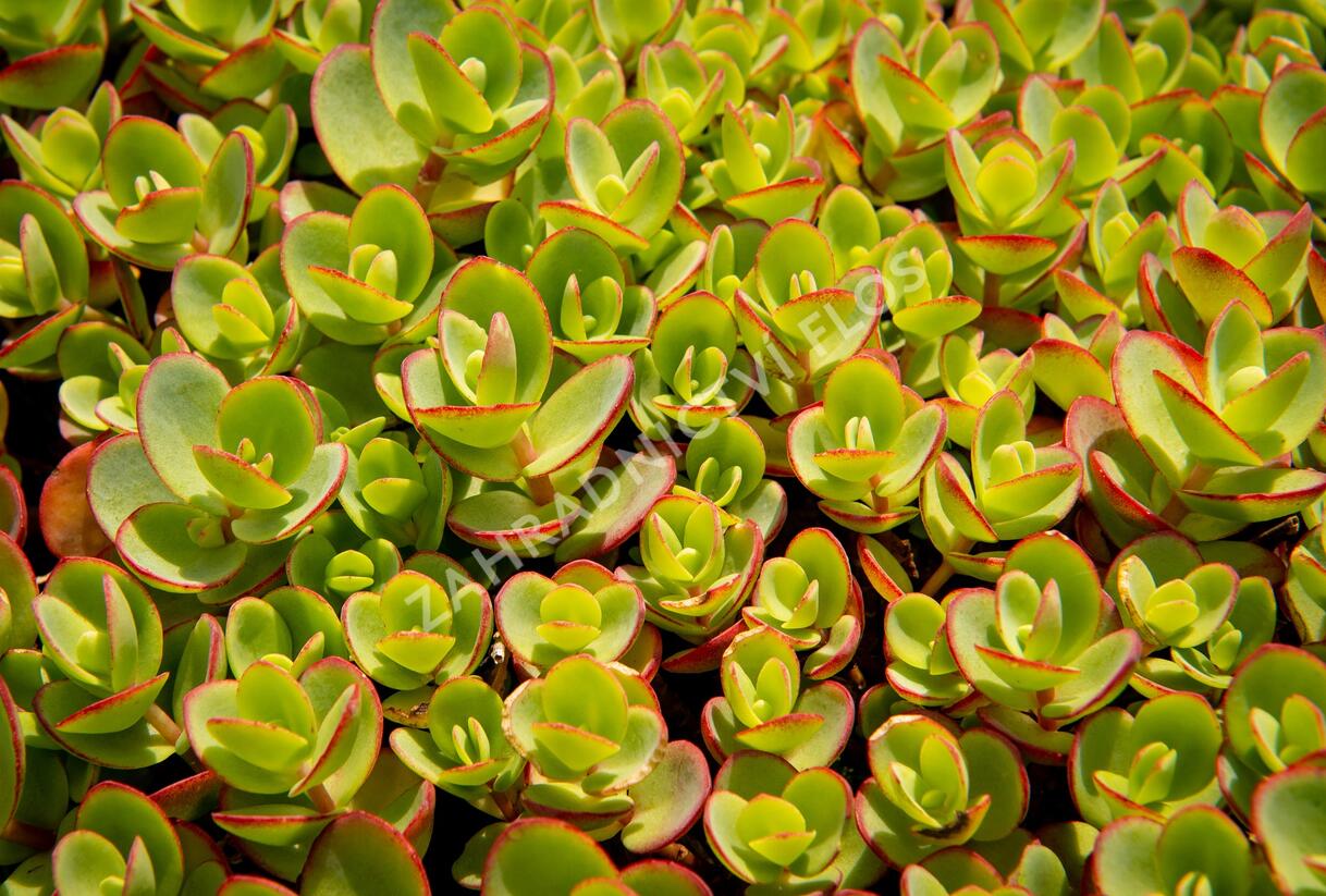 Rozchodník rozvětvený SunSparkler® 'Lime Zinger' - Sedum cauticola SunSparkler® 'Lime Zinger'
