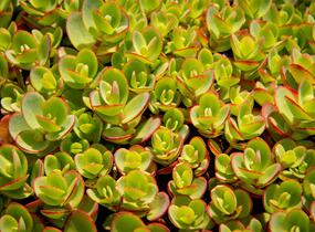 Rozchodník rozvětvený SunSparkler® 'Lime Zinger' - Sedum cauticola SunSparkler® 'Lime Zinger'