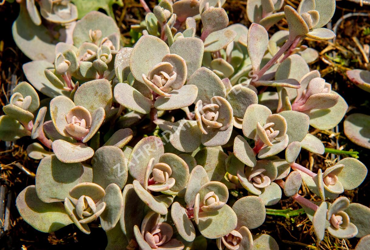 Rozchodník větvený SunSparkler® 'Blue Elf' - Sedum cauticola SunSparkler® 'Blue Elf'