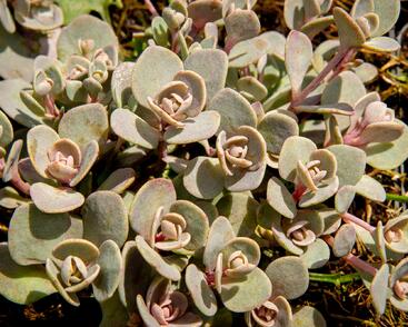 Rozchodník větvený SunSparkler® 'Blue Elf'