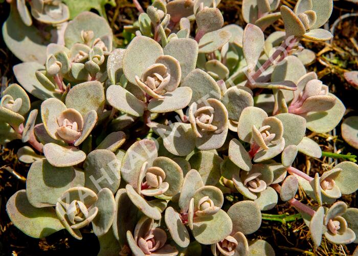 Rozchodník SunSparkler® 'Blue Elf' - Sedum hybridum SunSparkler® 'Blue Elf'