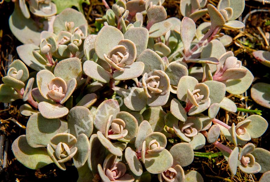 Rozchodník větvený SunSparkler® 'Blue Elf' - Sedum cauticola SunSparkler® 'Blue Elf'