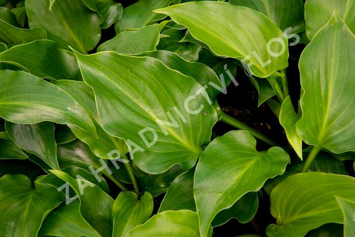 Bohyška 'Invincible' - Hosta 'Invincible'