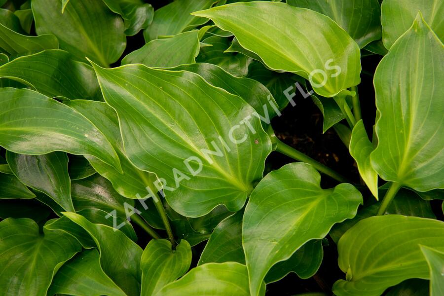 Bohyška 'Invincible' - Hosta 'Invincible'