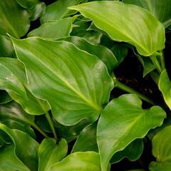 Bohyška 'Invincible' - Hosta 'Invincible'