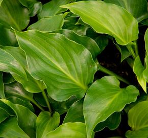 Bohyška 'Invincible' - Hosta 'Invincible'