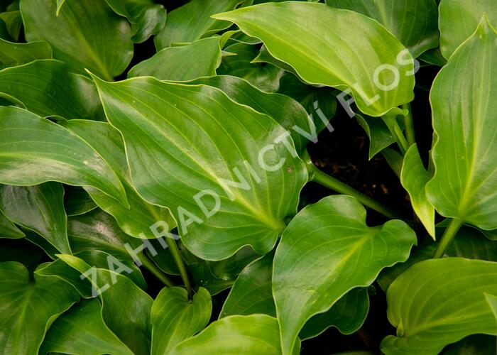 Bohyška 'Invincible' - Hosta 'Invincible'