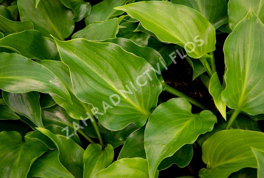 Bohyška 'Invincible' - Hosta 'Invincible'