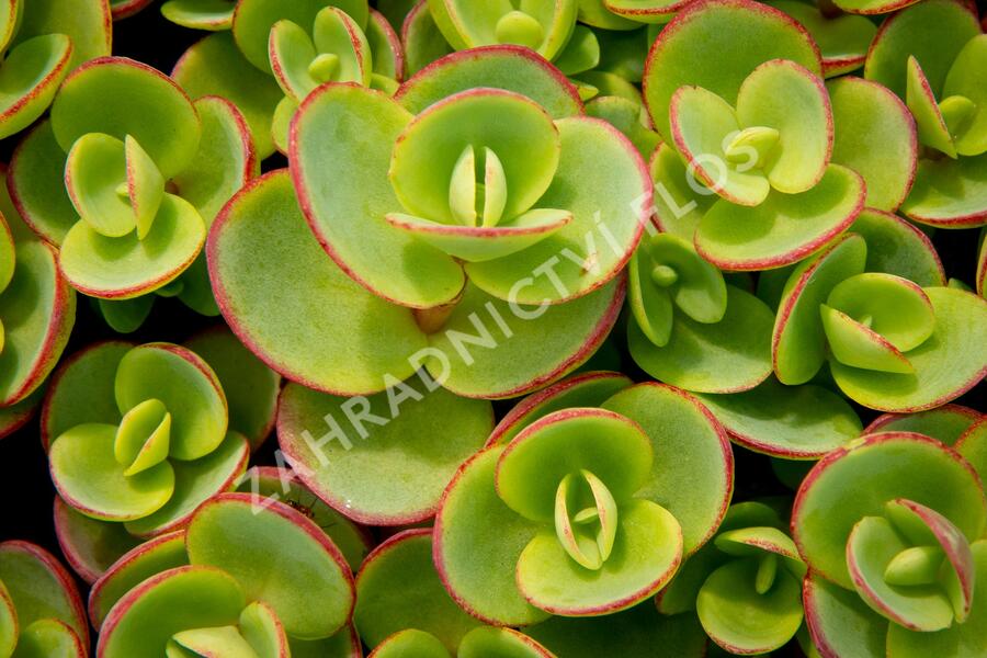 Rozchodník SunSparkler® 'Lime Zinger' - Sedum hybridum SunSparkler® 'Lime Zinger'