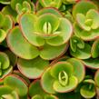 Rozchodník SunSparkler® 'Lime Zinger' - Sedum hybridum SunSparkler® 'Lime Zinger'