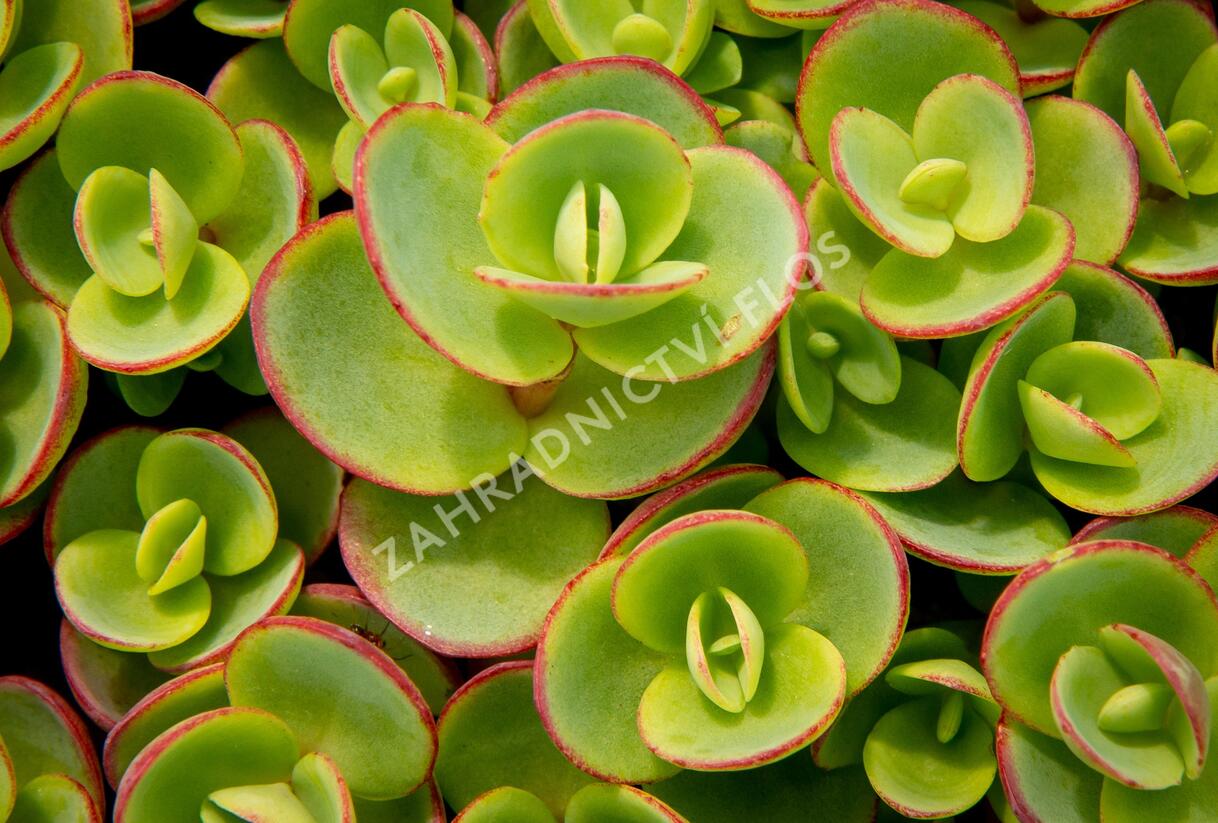 Rozchodník rozvětvený SunSparkler® 'Lime Zinger' - Sedum cauticola SunSparkler® 'Lime Zinger'